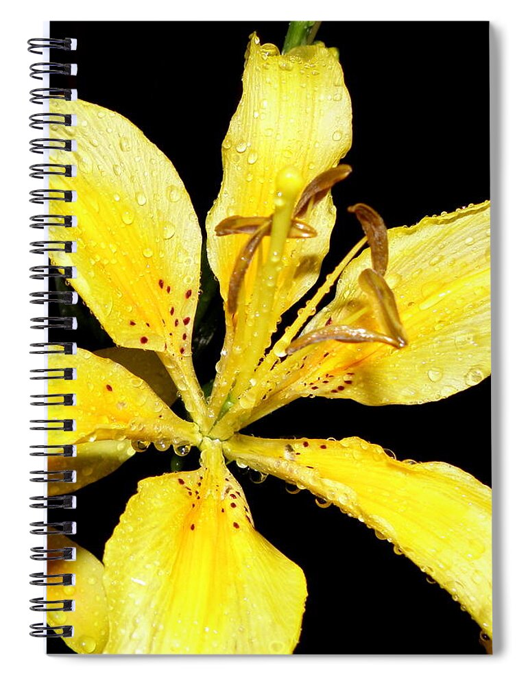 Yellow Spiral Notebook featuring the photograph Yellow Lily by night by Kim Galluzzo