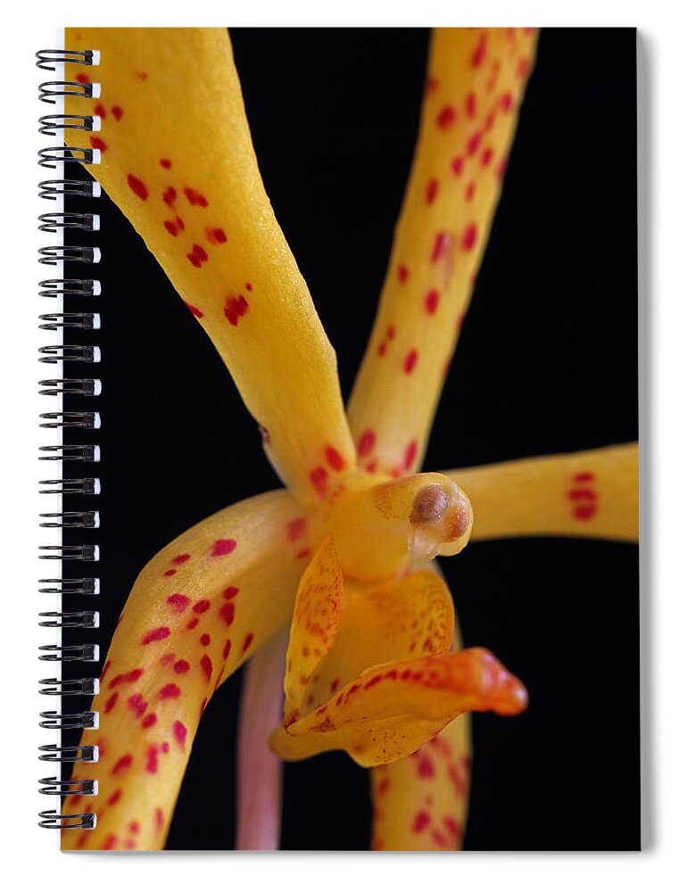 Orchid Spiral Notebook featuring the photograph Yellow Mokara Orchid Flower by Juergen Roth
