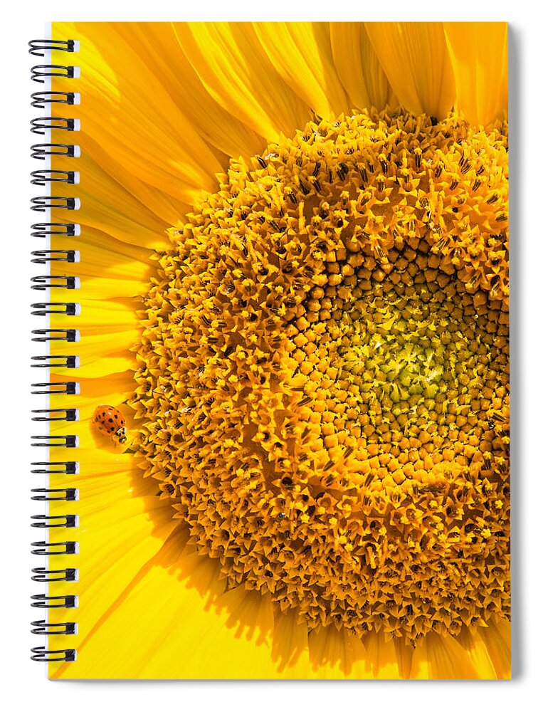 Sunflower Spiral Notebook featuring the photograph Yellow sunflower with ladybug - square format by Matthias Hauser