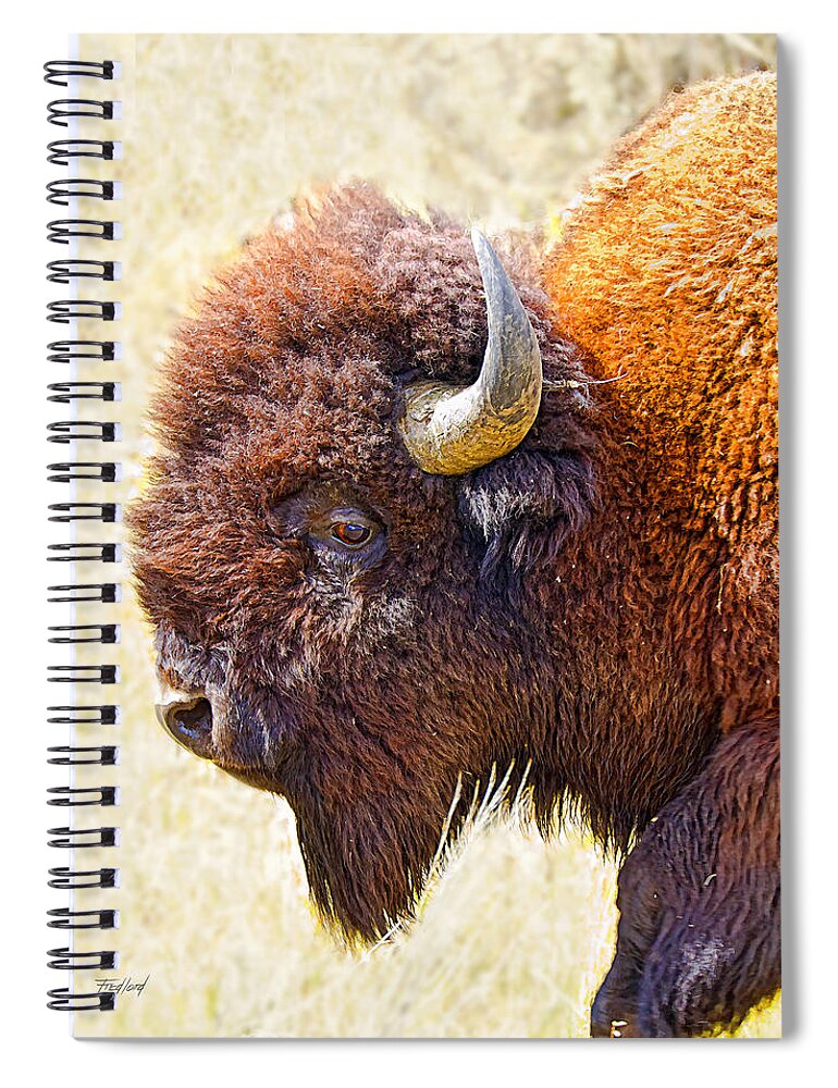 Yellowstone Spiral Notebook featuring the photograph Yellowstone American Bison by Fred J Lord