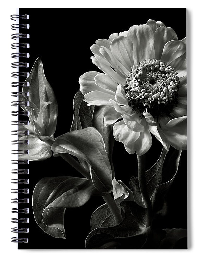 Flower Spiral Notebook featuring the photograph Zinnia in Black and White by Endre Balogh
