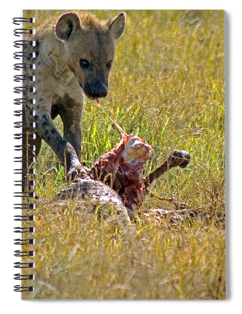  Hyena With Kill Spiral Notebook featuring the photograph Hyena with kill by Tony Murtagh