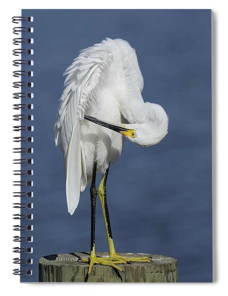 Egret Spiral Notebook featuring the photograph Preening Snowy Egret by Bradford Martin