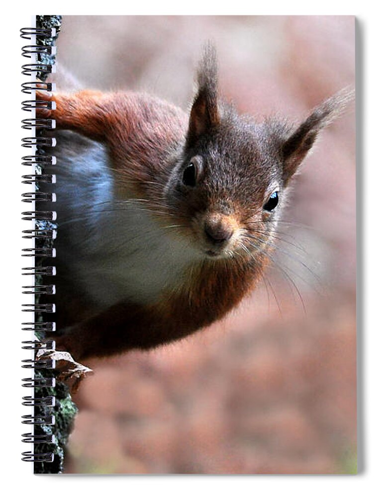  Red Squirrel Spiral Notebook featuring the photograph Red Squirrel by Macrae Images