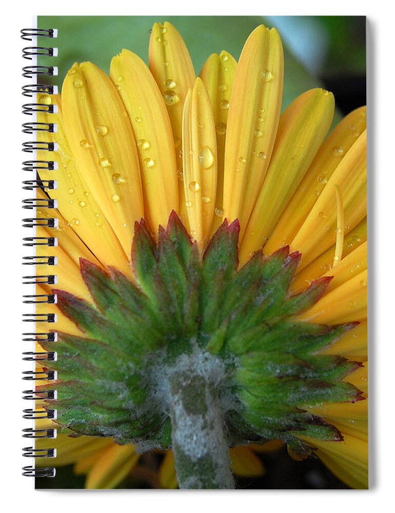 Flowers Spiral Notebook featuring the photograph Water drops on Gerbera Daisy by Amy Fose