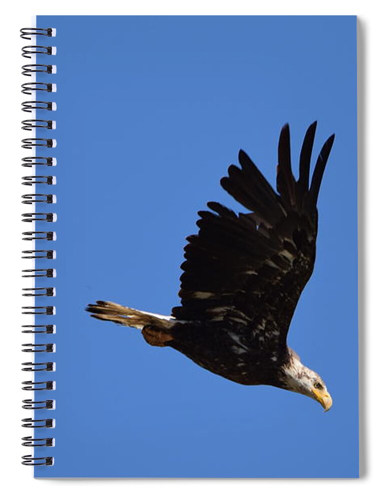 Bald Eagle Juvenile Spiral Notebook featuring the photograph Bald Eagle Juvenile Burgess Res CO by Margarethe Binkley