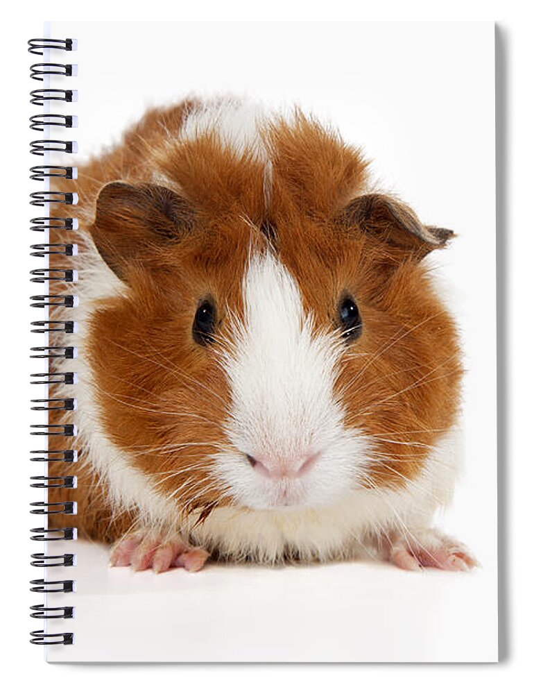 Guinea Pig A5 Notebook