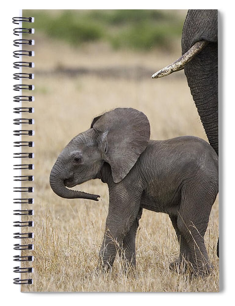 00784040 Spiral Notebook featuring the photograph African Elephant Mother And Under 3 by Suzi Eszterhas