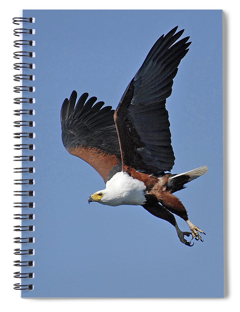 Africa Spiral Notebook featuring the photograph African Fish Eagle by Ted Keller