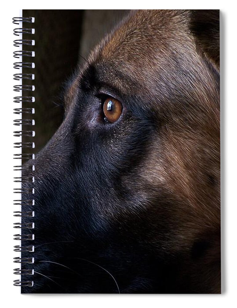 Animals Spiral Notebook featuring the photograph Alert - German Shepherd Dog by Angie Tirado