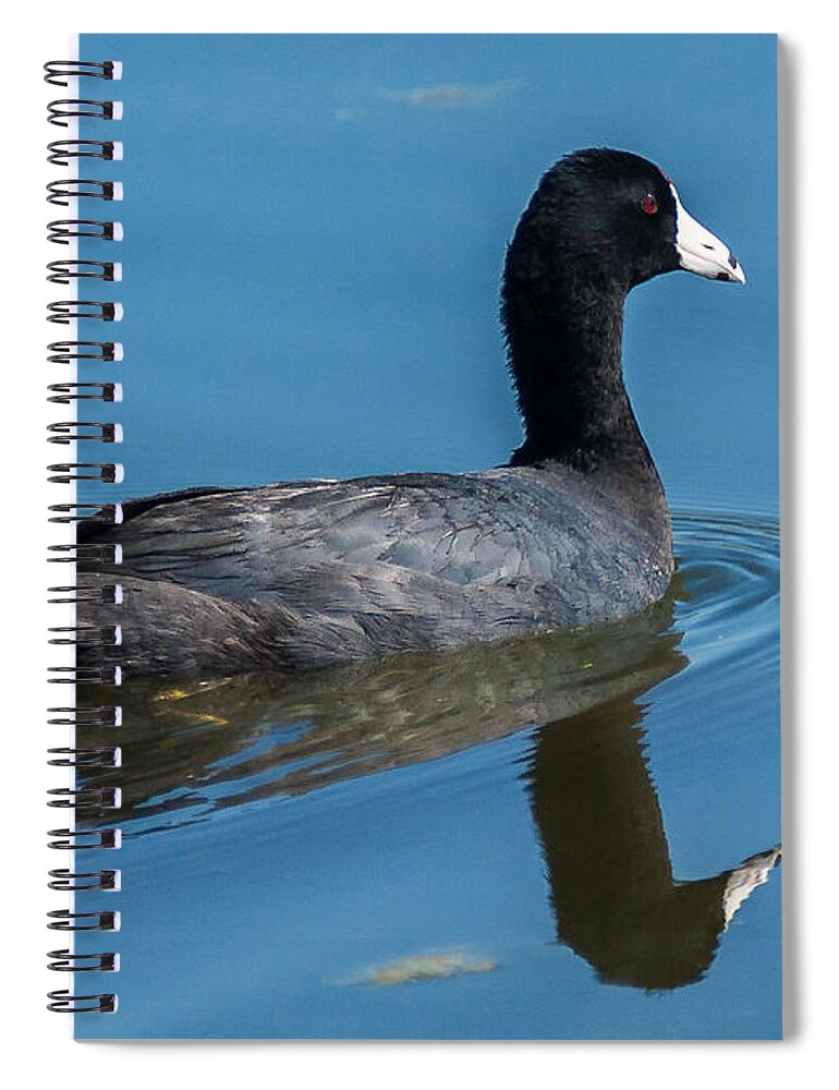 Heron Heaven Spiral Notebook featuring the photograph American Coot Swiming #1 by Ed Peterson