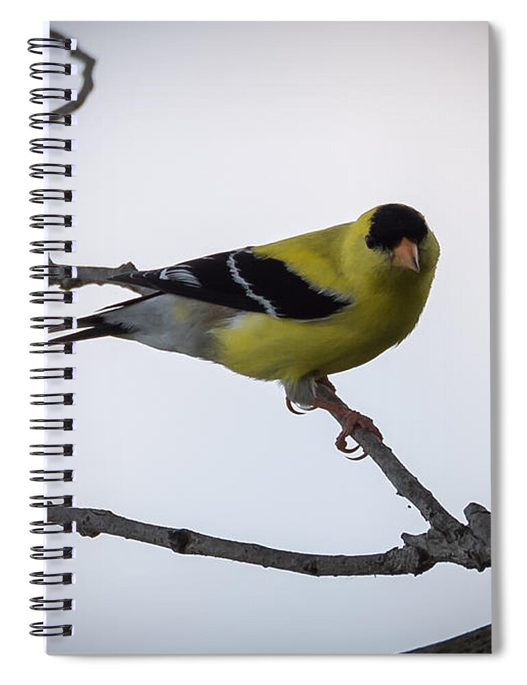 American Goldfinch Spiral Notebook featuring the photograph American Goldfinch  #1 by Holden The Moment