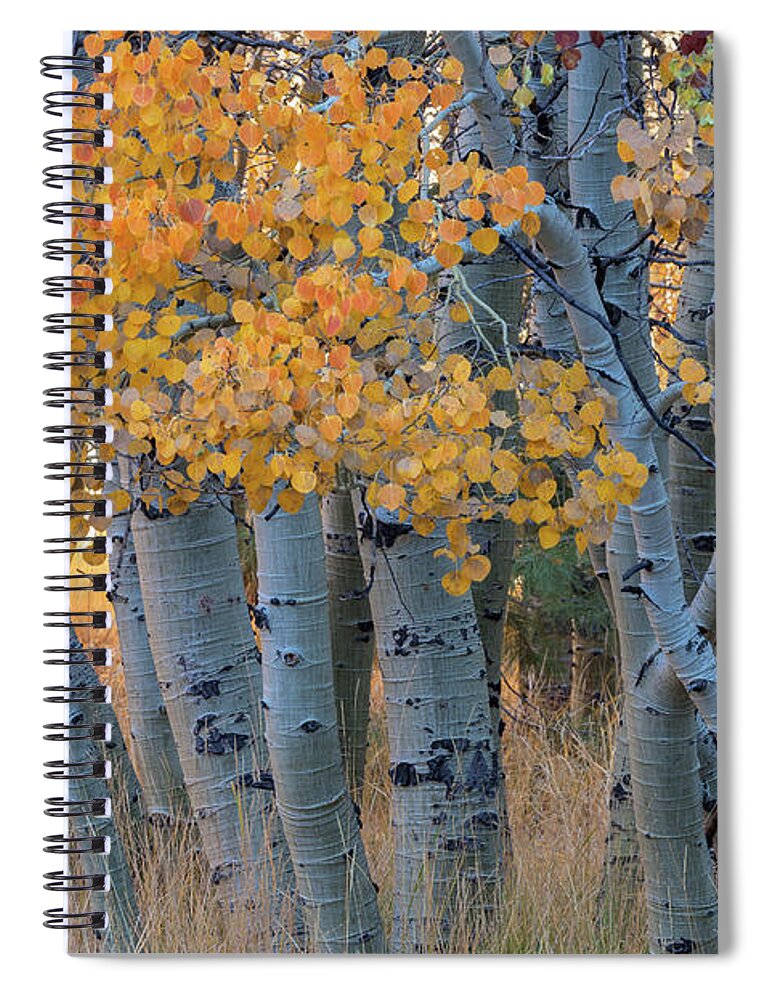 Fall Spiral Notebook featuring the photograph Autumn Aspens by Jonathan Nguyen