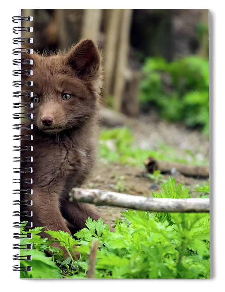 Fox Cub Spiral Notebook featuring the photograph Beautiful fox cub #1 by Sam Rino