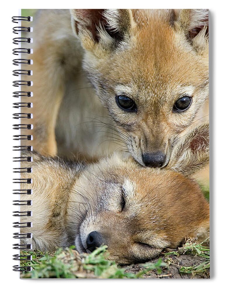 Mp Spiral Notebook featuring the photograph Black-backed Jackal Canis Mesomelas #1 by Suzi Eszterhas