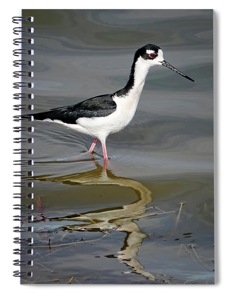 Beautiful Spiral Notebook featuring the photograph Black-necked Stilt #1 by Dawn Currie
