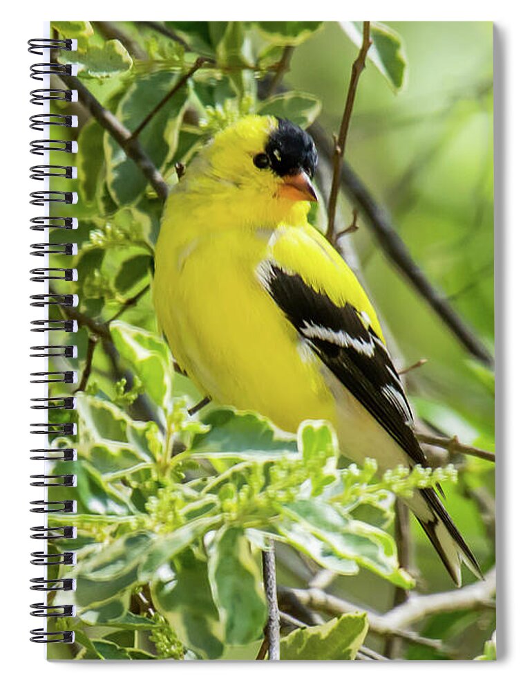 American Goldfinch Spiral Notebook featuring the photograph Blending In #1 by Robert L Jackson