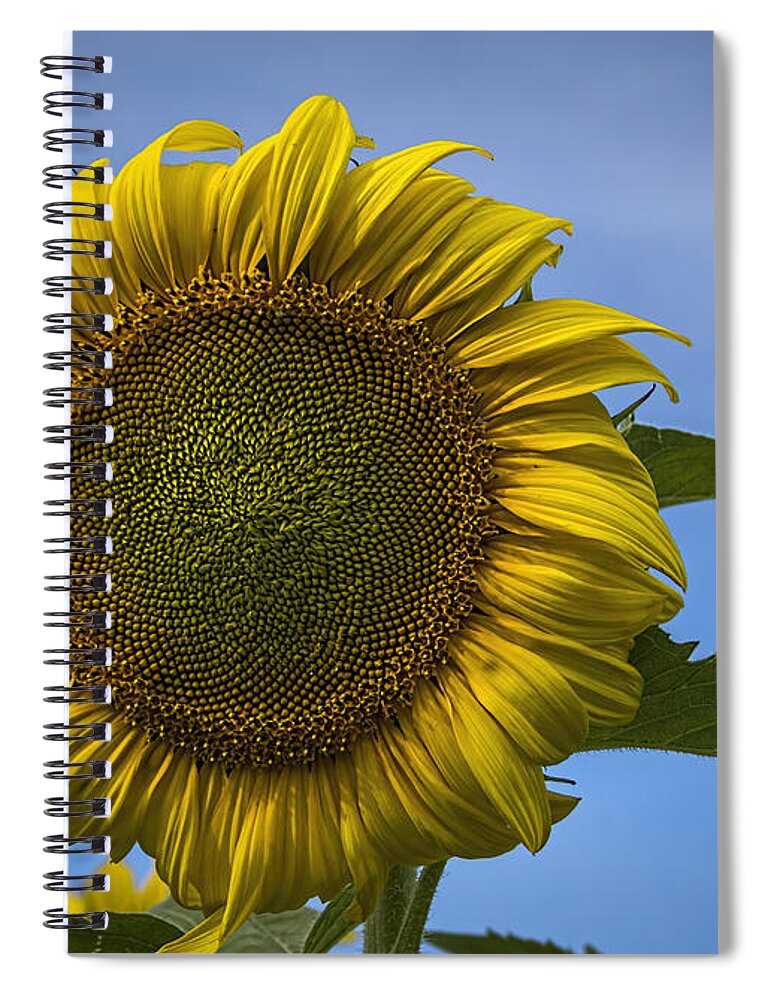Sunflower Spiral Notebook featuring the photograph Blowing In The Wind #1 by Janice Pariza