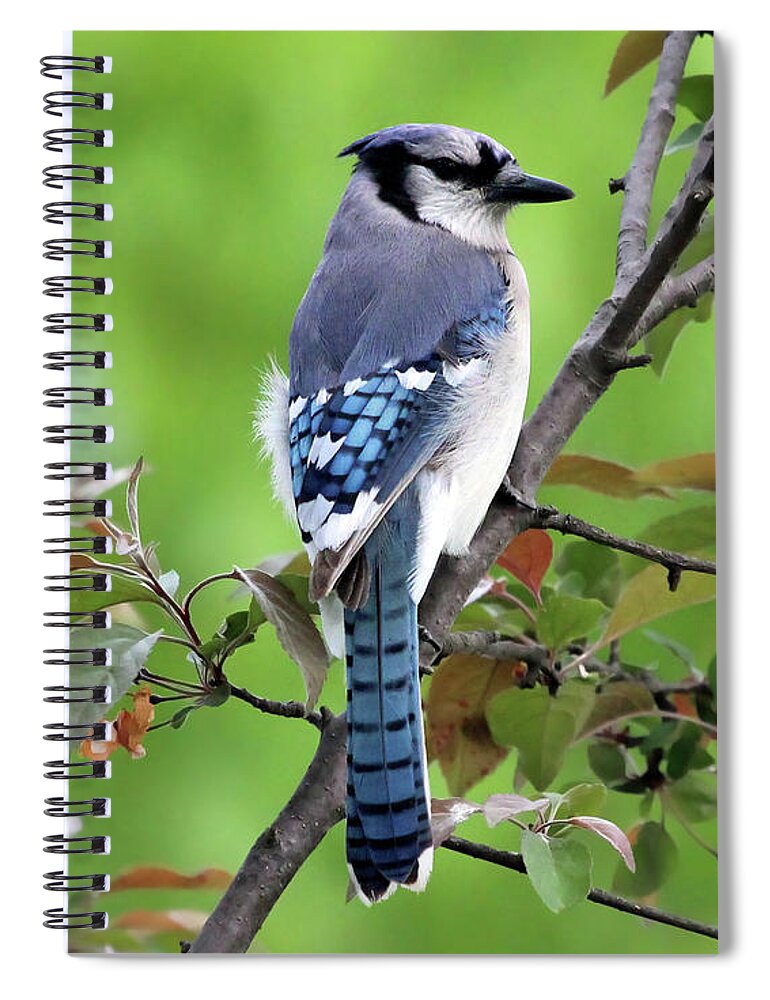 Blue Jay Spiral Notebook featuring the photograph Blue Jay #1 by Jackson Pearson