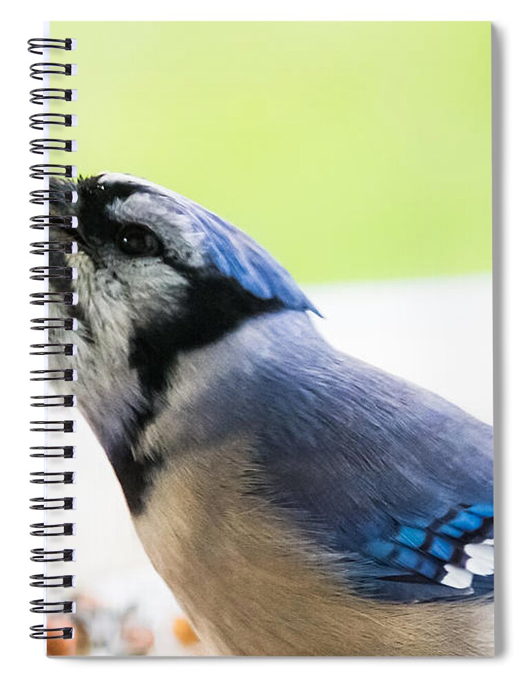 Blue Jay Spiral Notebook featuring the photograph Blue Jay  by Holden The Moment