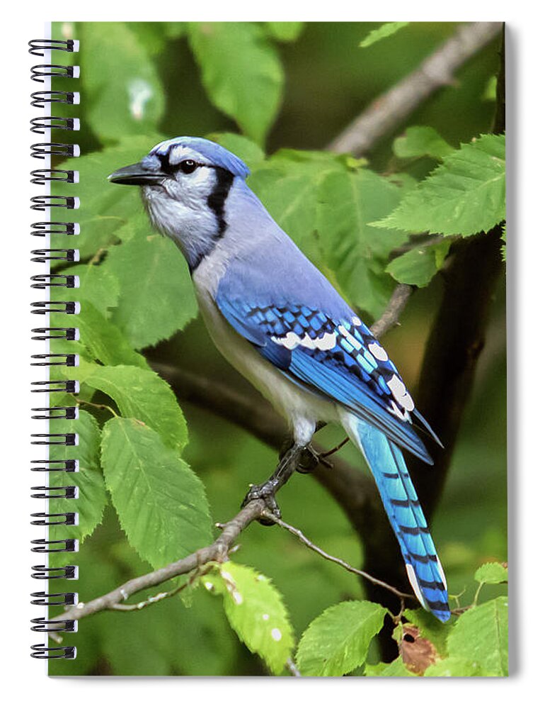 Bird Spiral Notebook featuring the photograph Blue Jay by Phil Spitze