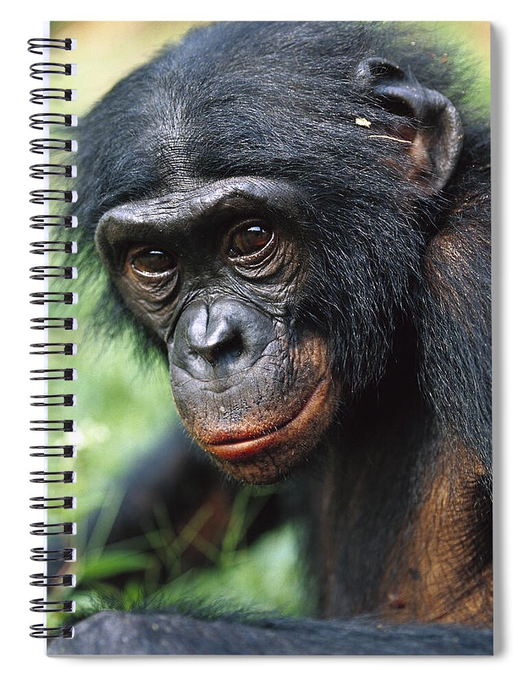 Mp Spiral Notebook featuring the photograph Bonobo Pan Paniscus Portrait #2 by Cyril Ruoso
