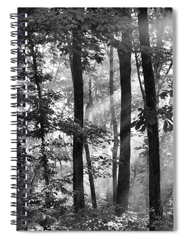 Sunlight Spiral Notebook featuring the photograph Breaking Through the Canopy #1 by Kristin Elmquist