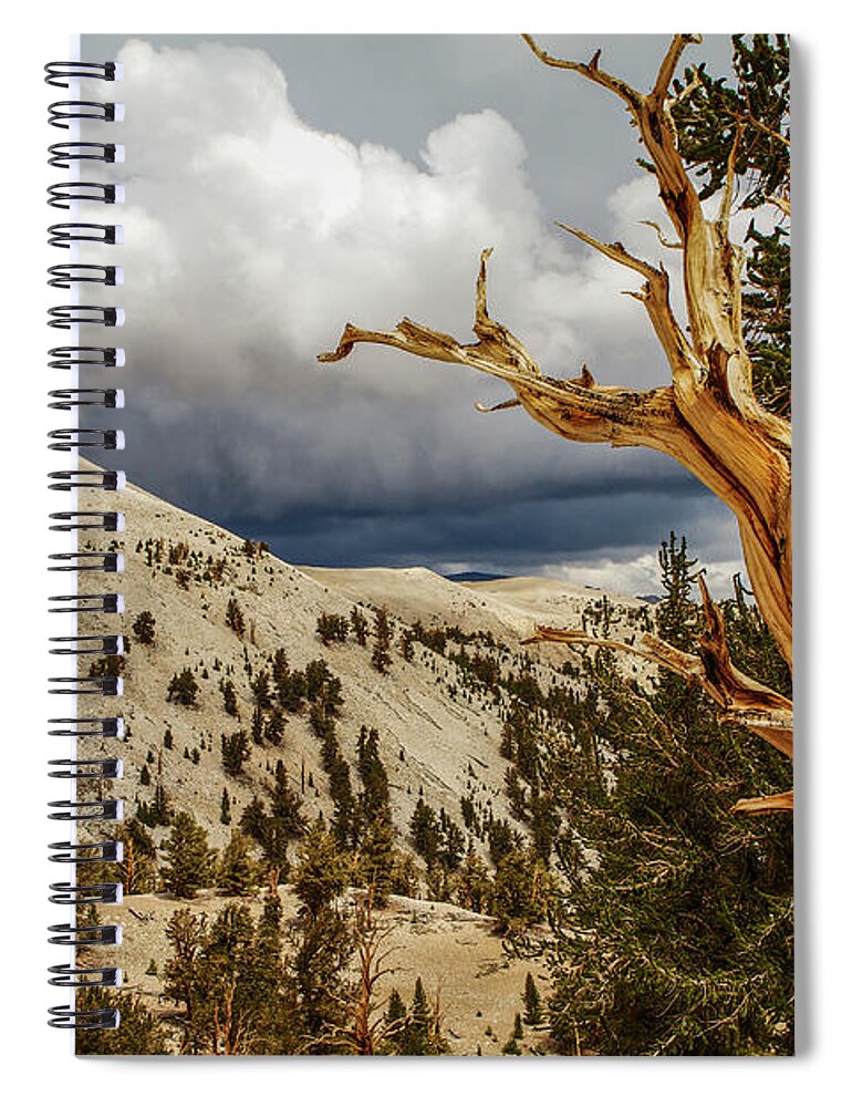 Bristlecone Pine Spiral Notebook featuring the photograph Bristlecone Pine tree 7 by Duncan Selby