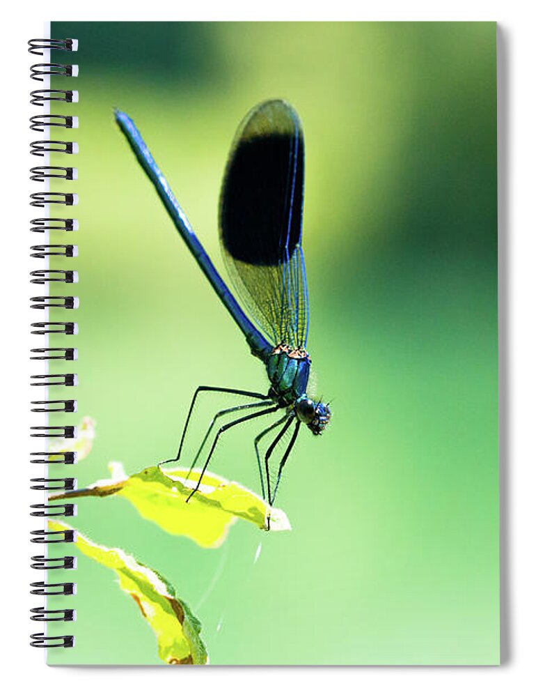 Countryside Spiral Notebook featuring the photograph Broad-winged Damselfly, Dragonfly by Amanda Mohler