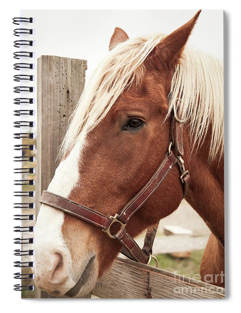 Brown Horse Spiral Notebook featuring the photograph Brown Horse #1 by Lucid Mood