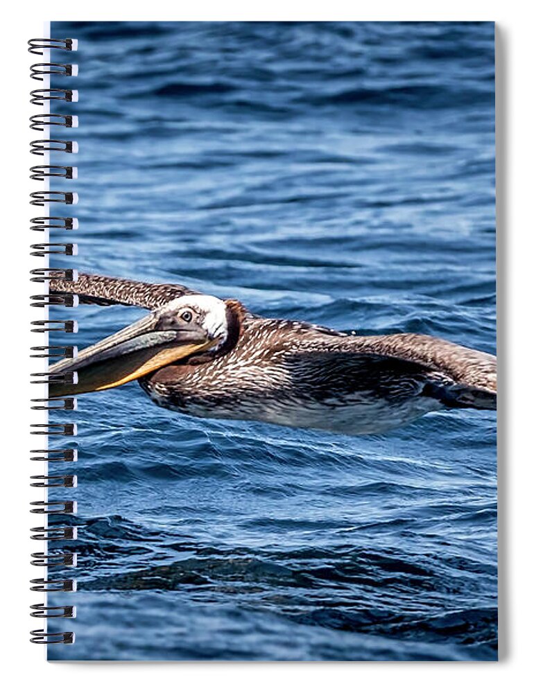 Brown Pelican Spiral Notebook featuring the photograph Brown Pelican 4 #1 by Endre Balogh