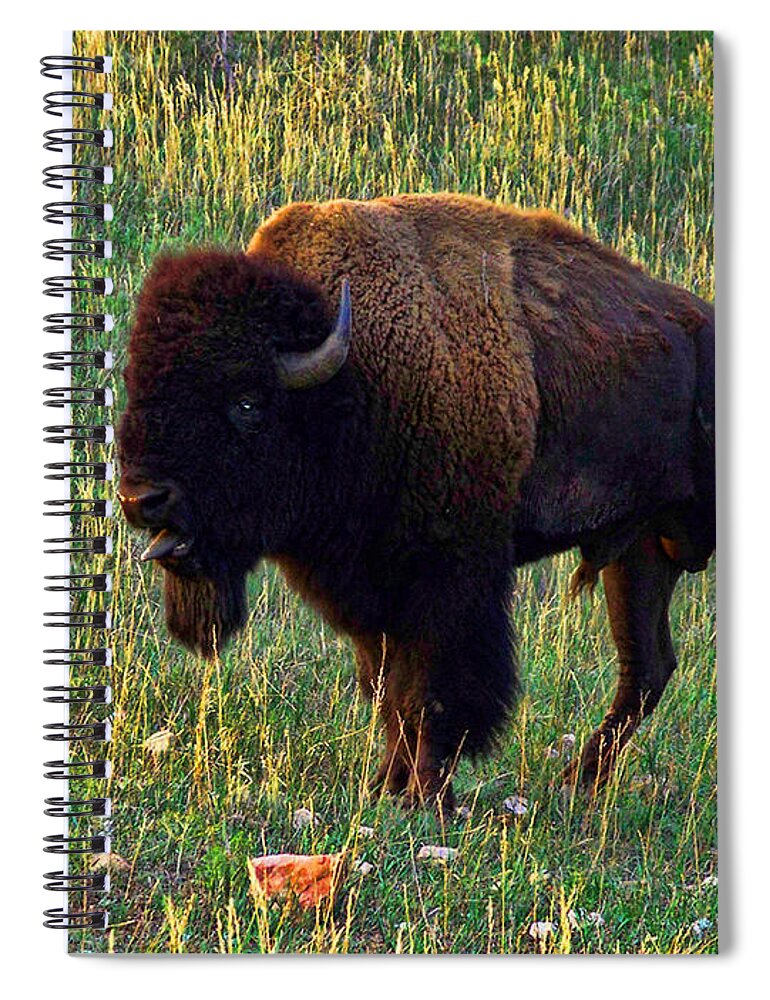 Buffalo Spiral Notebook featuring the photograph Buffalo Custer State Park #1 by Tommy Anderson