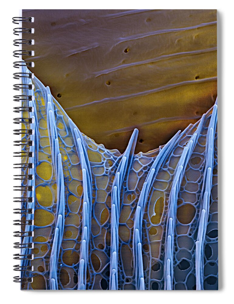 Science Spiral Notebook featuring the photograph Butterfly Wing Scale Sem #1 by Eye of Science