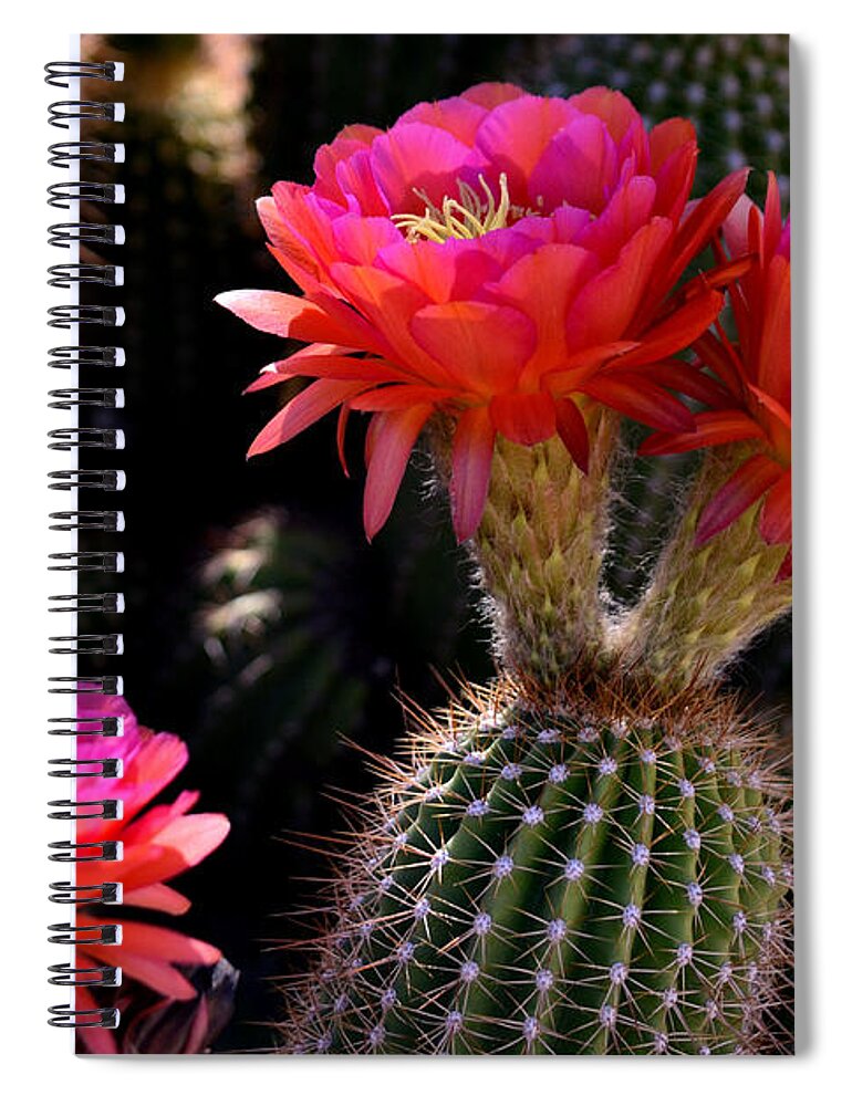 Red Spiral Notebook featuring the photograph Sonoran Spring by Deb Halloran