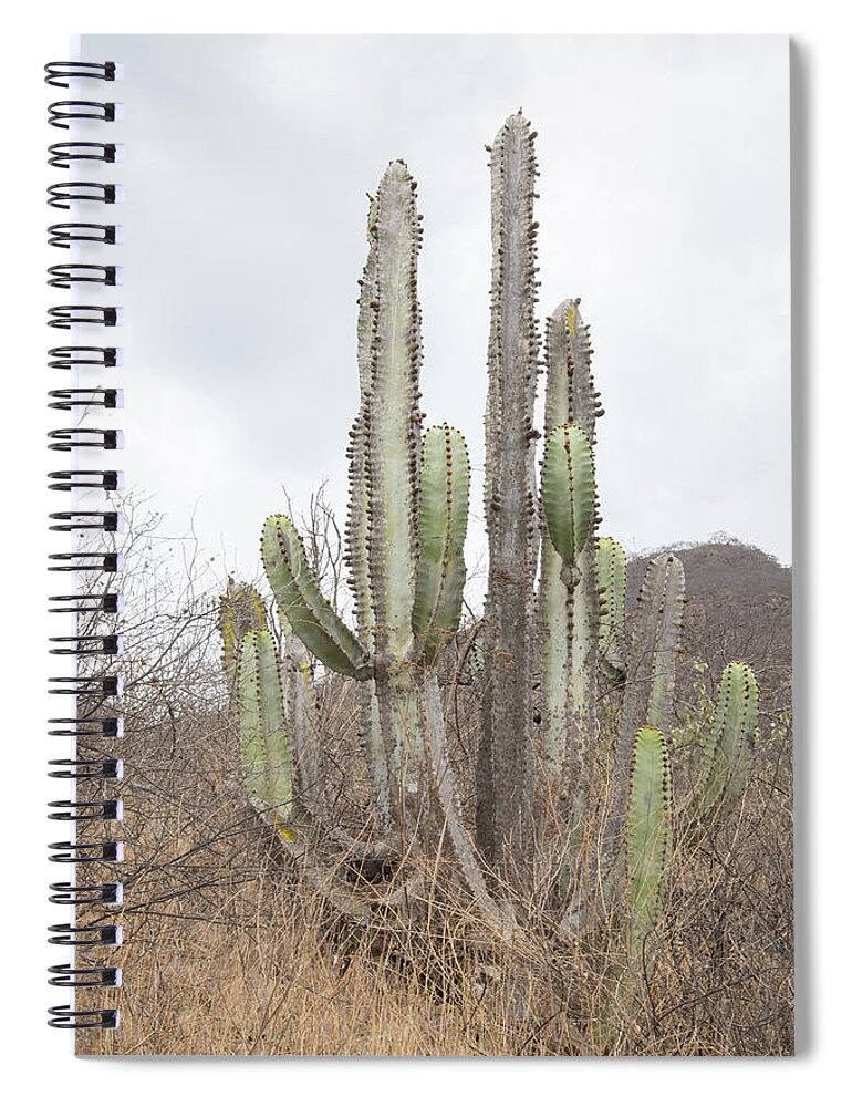 Cactus Spiral Notebook featuring the digital art Cactus #1 by Carol Ailles