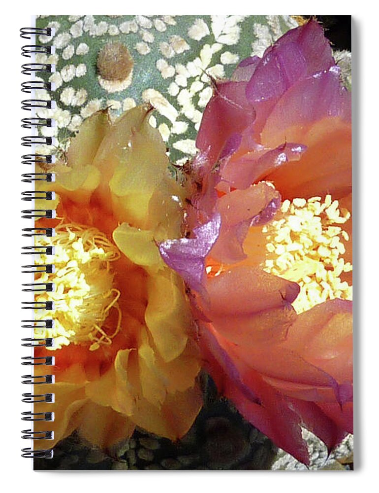 Cactus Spiral Notebook featuring the photograph Cactus Flower 3 #2 by Selena Boron