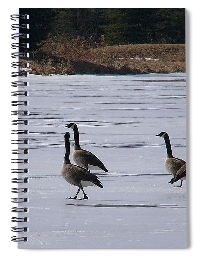 Canada Goose Spiral Notebook featuring the photograph Canada Goose #1 by Mariel Mcmeeking