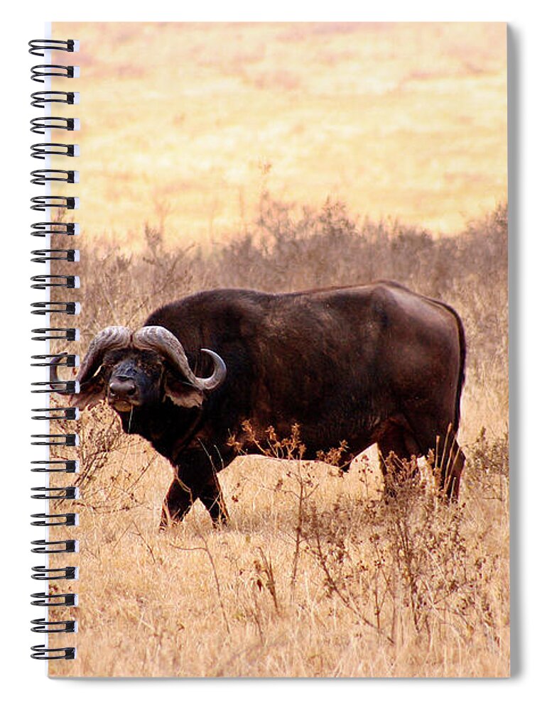 Cape Buffalo Spiral Notebook featuring the photograph Cape Buffalo #1 by Bruce Block