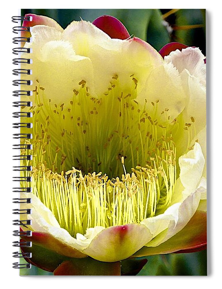 Cacti Spiral Notebook featuring the photograph Cereus Cactus Flower #1 by Barbara Zahno