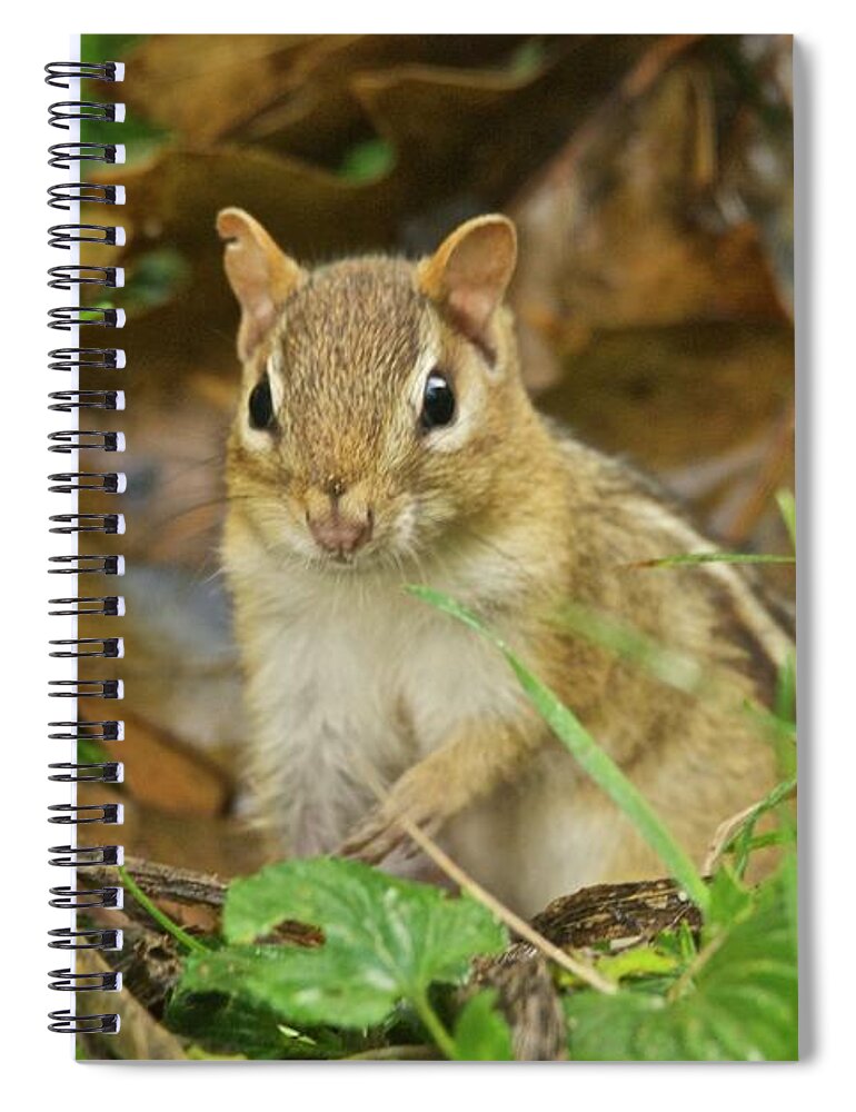 Chipmunk Spiral Notebook featuring the photograph Chipmunk #2 by Michael Peychich