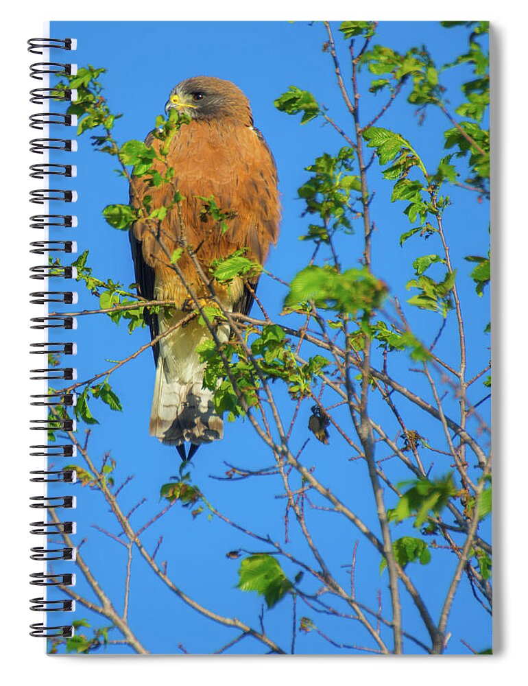 Buteo Spiral Notebook featuring the photograph Colorado Swainson's Hawk #1 by John De Bord