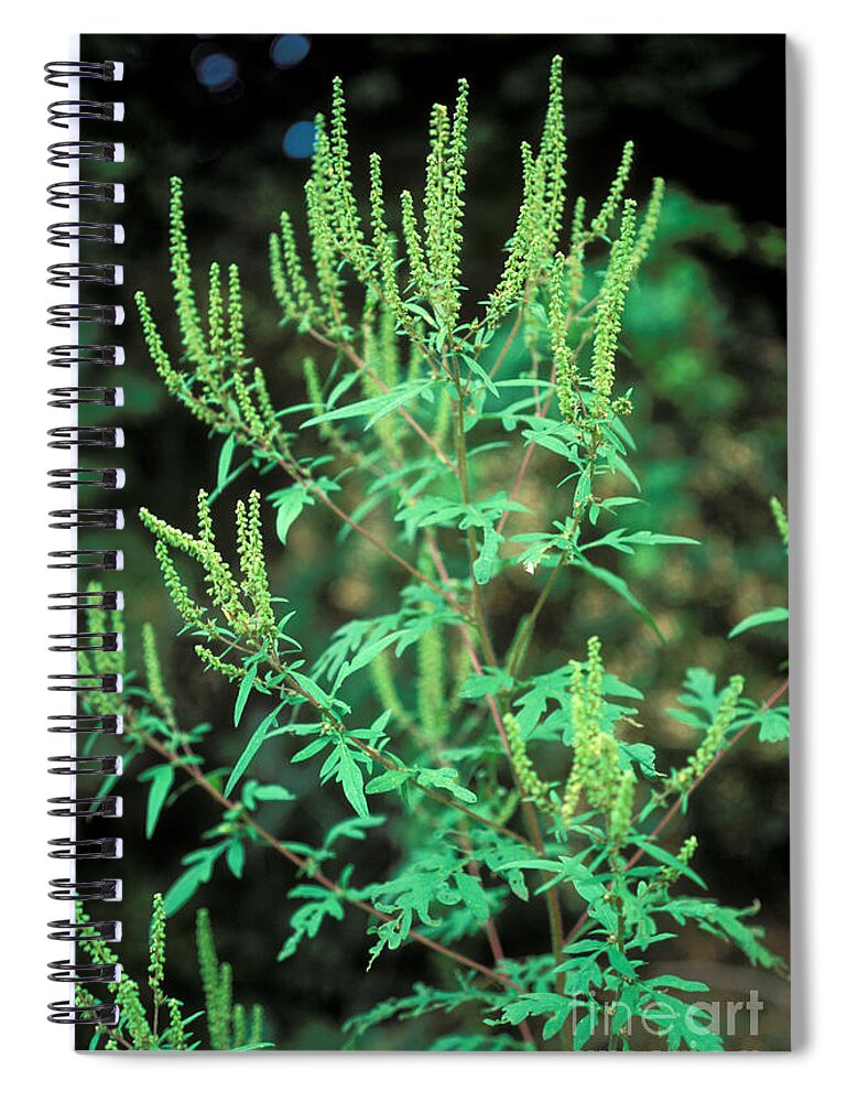 Plant Spiral Notebook featuring the photograph Common Ragweed In Flower by John Kaprielian