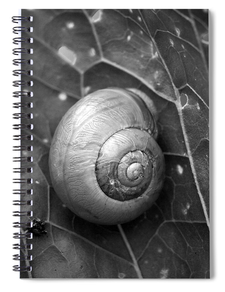 Lehtokukka Spiral Notebook featuring the photograph Conch #1 by Jouko Lehto