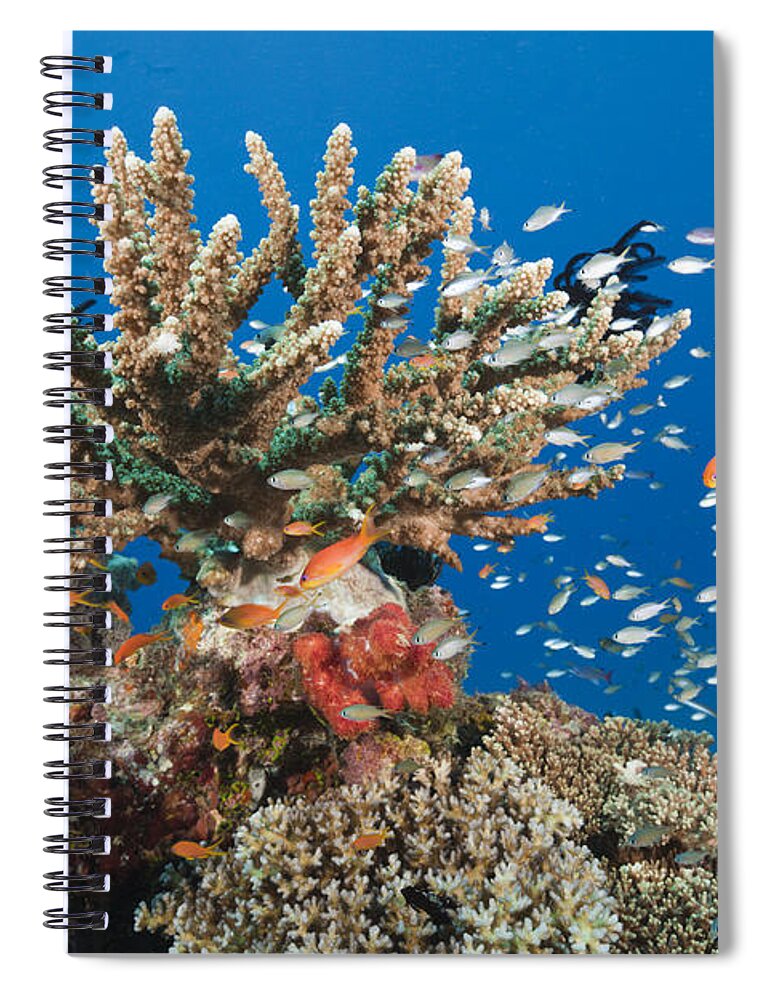 Coral Spiral Notebook featuring the photograph Coral Reef, Fiji #1 by Reinhard Dirscherl
