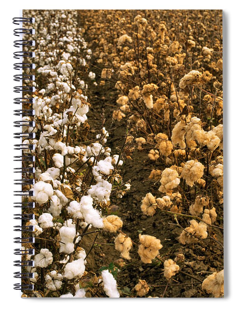 Cotton Spiral Notebook featuring the photograph Cotton Field #1 by Inga Spence