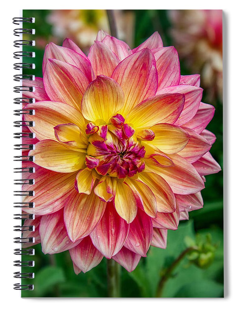 Dahlia Spiral Notebook featuring the photograph Dahlia 20 by Phil Abrams
