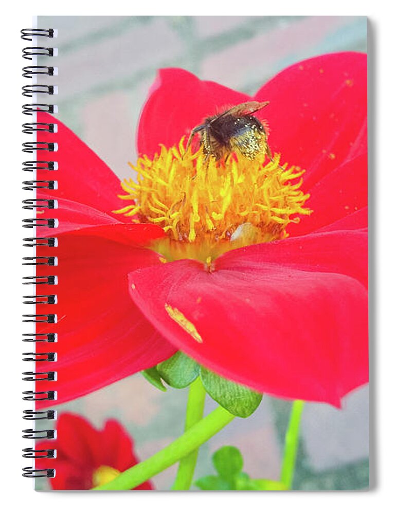 Dahlia Flower Spiral Notebook featuring the photograph Dahlia and Bee #1 by Cesar Vieira