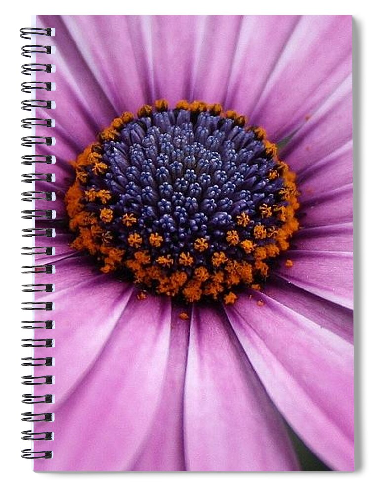 Flora Spiral Notebook featuring the photograph Daisy Delight #2 by Bruce Bley