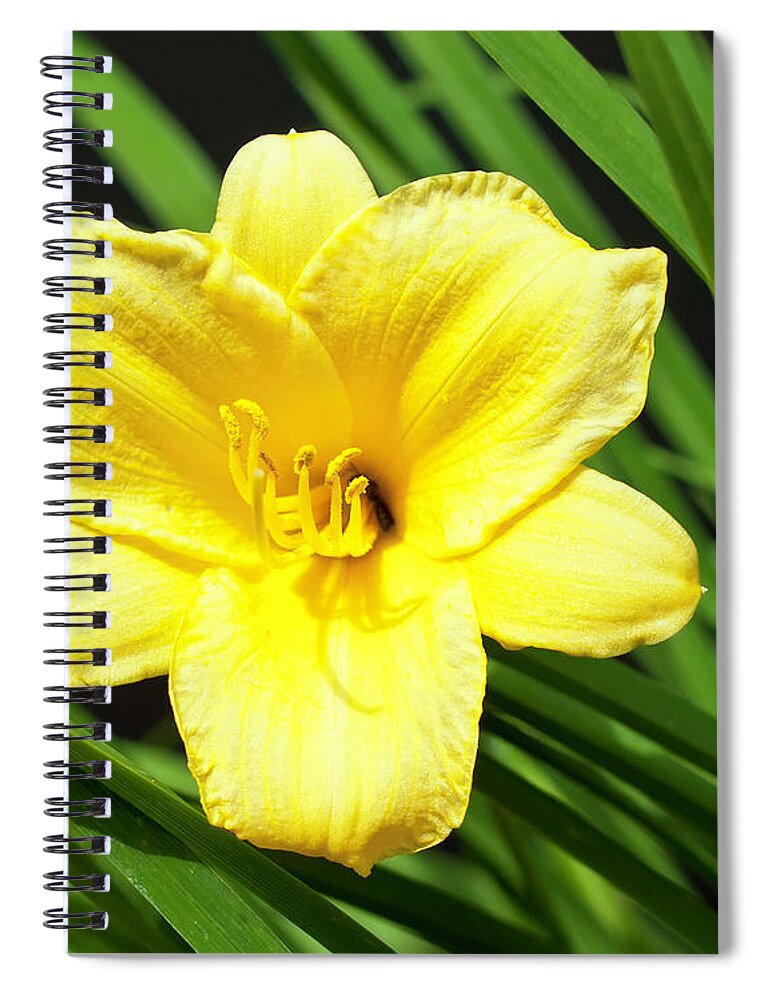 Floral Spiral Notebook featuring the photograph Day Lily #1 by Thomas Whitehurst