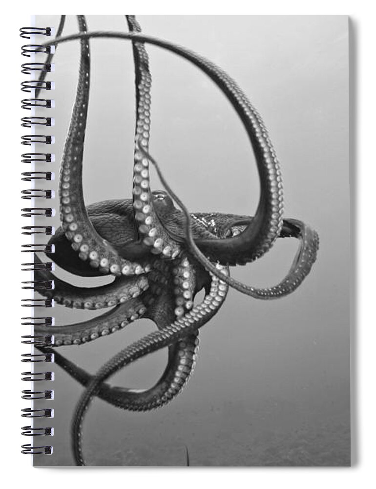 Animal Art Spiral Notebook featuring the photograph Day Octopus #1 by Dave Fleetham - Printscapes